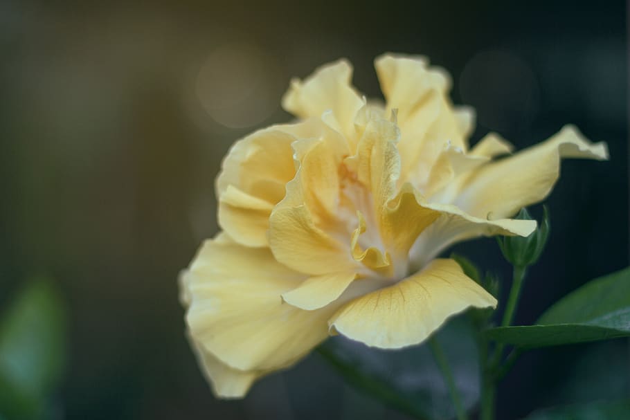 White and Yellow Petaled Flower, bloom, blossom, close-up, flora HD wallpaper