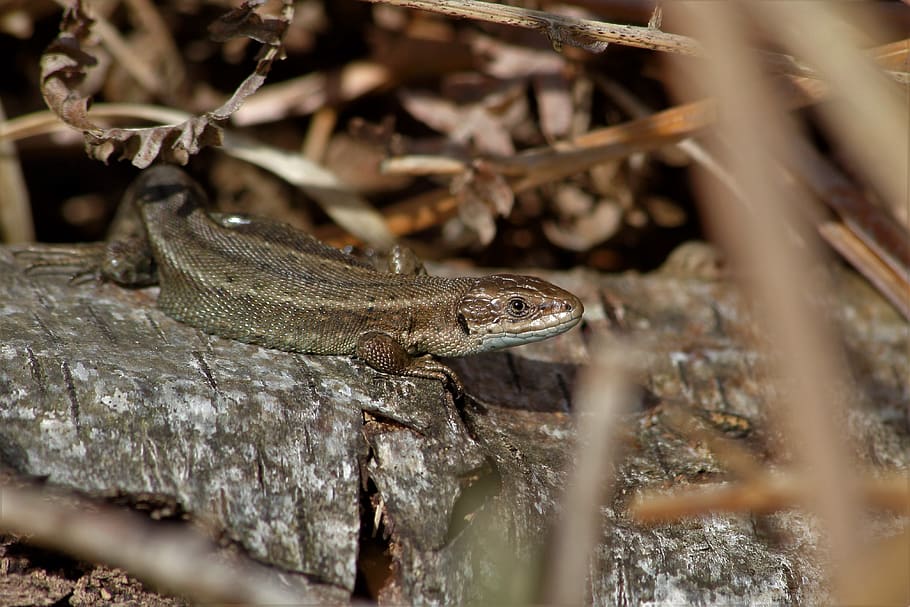 common lizard, reptile, wildlife, animal themes, animals in the wild HD wallpaper