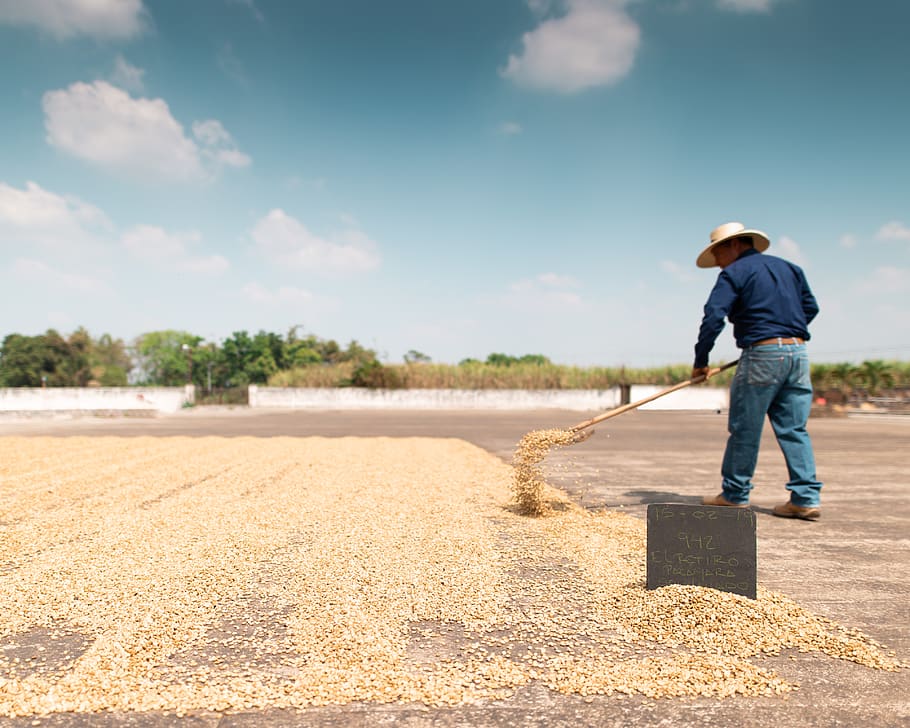 man drying seeds, sky, full length, real people, one person, cloud - sky HD wallpaper
