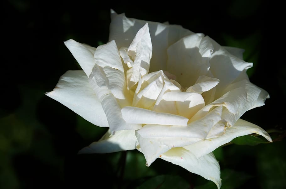 white, rose, flower, spring, summer, floral, leaf, nature, green HD wallpaper