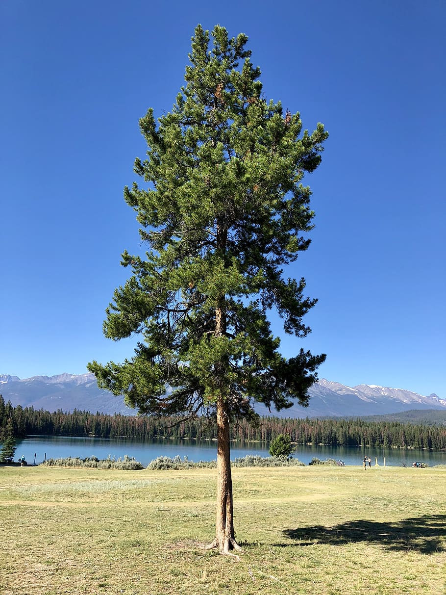 pine, water, green, mountain, lake, field, tree, plant, sky HD wallpaper