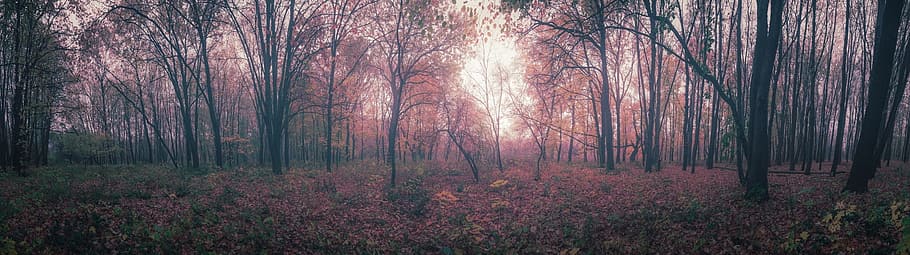 trees, plant, nature, leaf, fall, autumn, path, forest, sunlight HD wallpaper