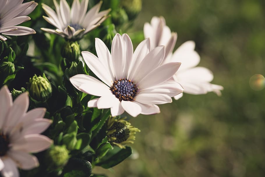 flowers, white, garden, spring, in the garden, nature, flora HD wallpaper