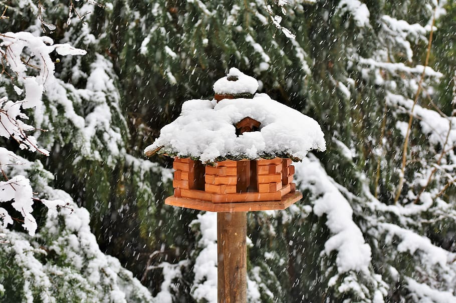 aviary, bird, feeding, bird feeder, winter, snow, cold, birds HD wallpaper
