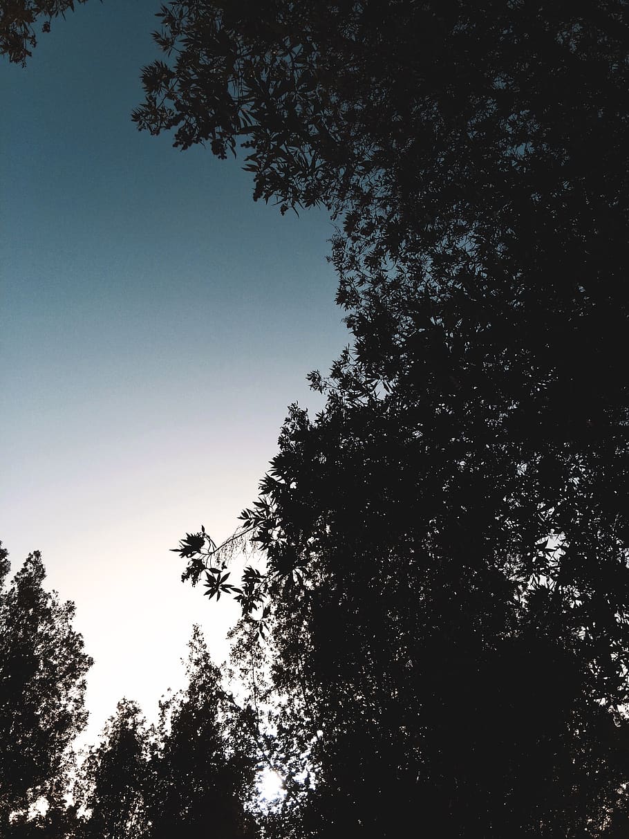 forest, trees, sky, blue, white, wildness, clean, simple, leaves HD wallpaper