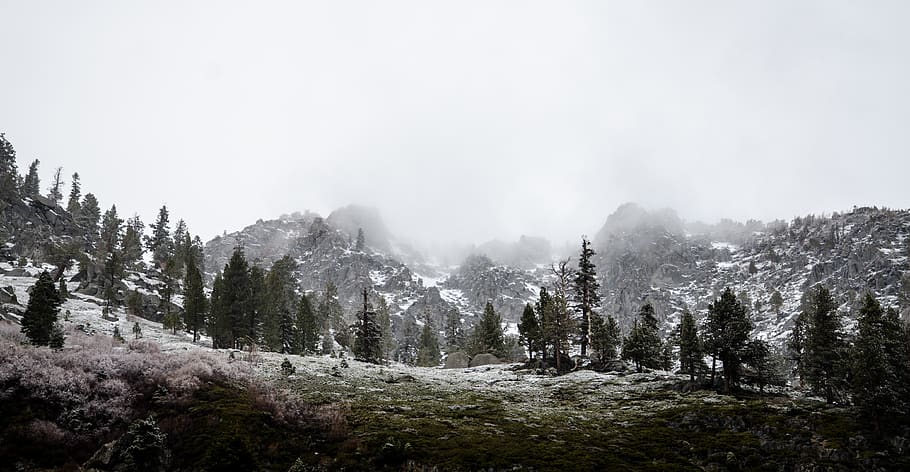 nature, landscape, forests, trees, fog, sky, white, gray, environment HD wallpaper