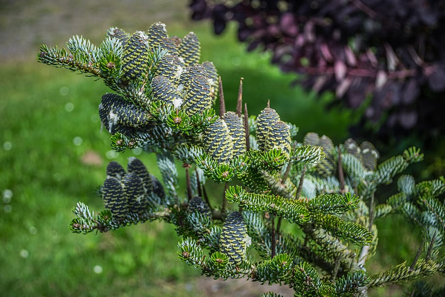 cones, conifer, branch, green, nature, plant, green color, no people HD wallpaper