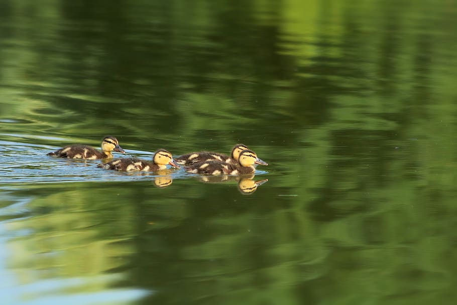 ducklings, ducks, brood, cute, waterfowl, surface, pond, lake HD wallpaper