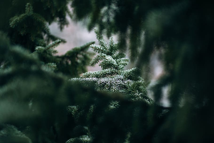 Green Leafed Plants, blur, branches, conifer, environment, evergreen HD wallpaper