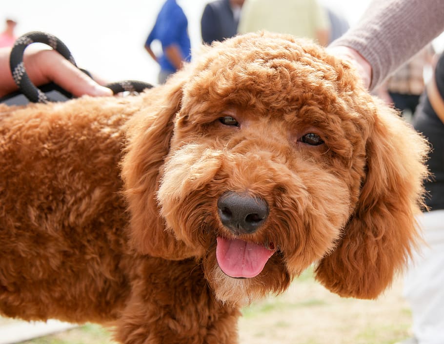 brown puppy, dog, animal, pet, mammal, canine, person, human HD wallpaper