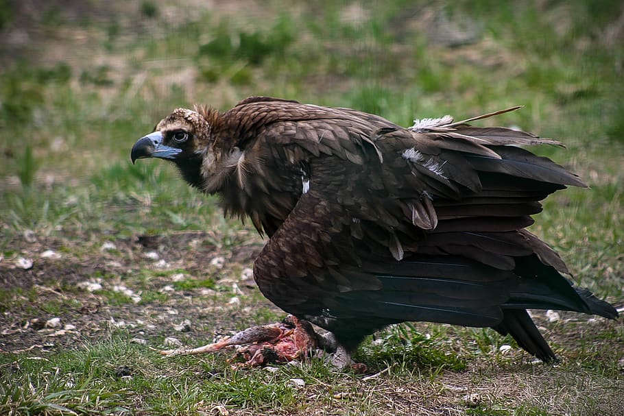 birds, wild, animal wildlife, animals in the wild, vertebrate HD wallpaper
