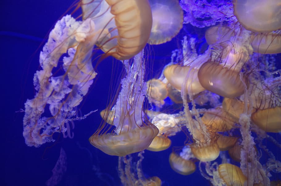 united states, long beach, sea, underwater, animals in the wild HD wallpaper