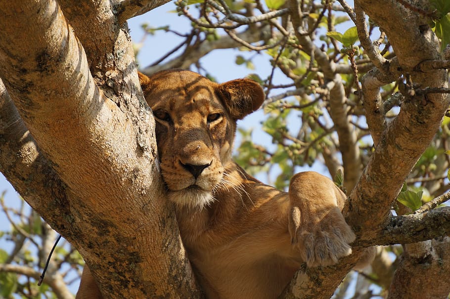 Brown Lioness on Tree Branch, animal, animal photography, carnivore HD wallpaper