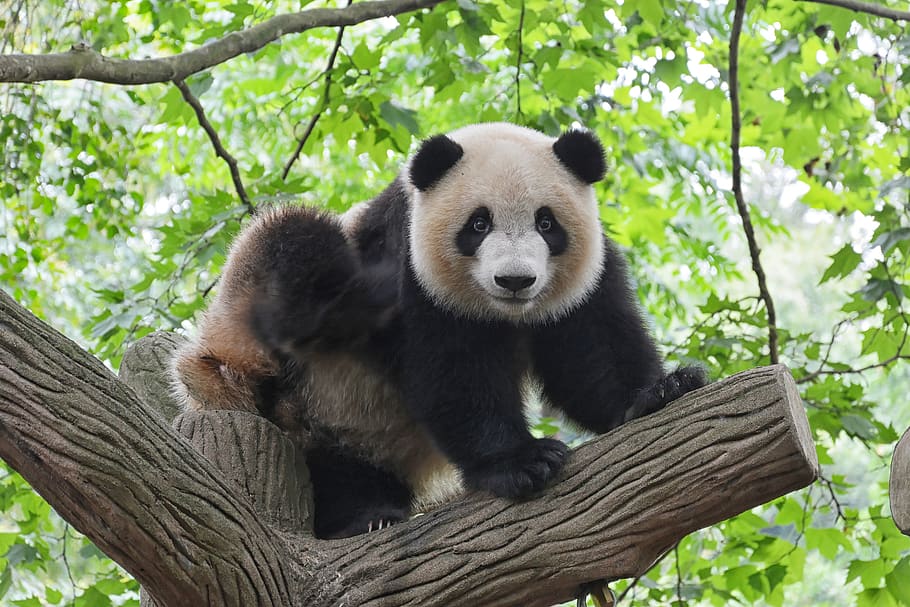 panda on tree, animal themes, animal wildlife, animals in the wild HD wallpaper