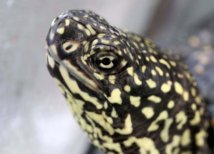 turtle, reptile, eye, aquatic, fauna, one animal, animal themes HD wallpaper