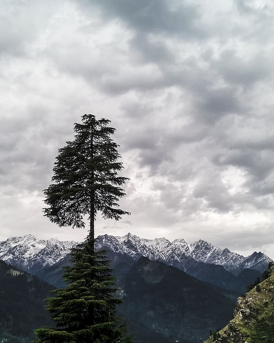 manali, india, snow cape, tree, himalayas, mountains, love