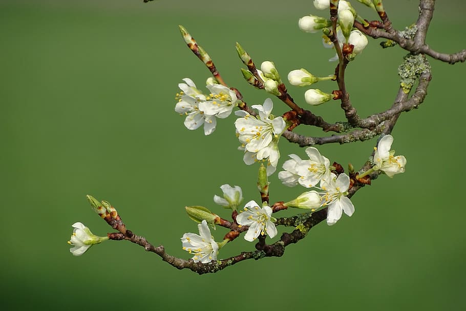 flowering twig, spring, bud, bloom, flowers, nature, branch HD wallpaper