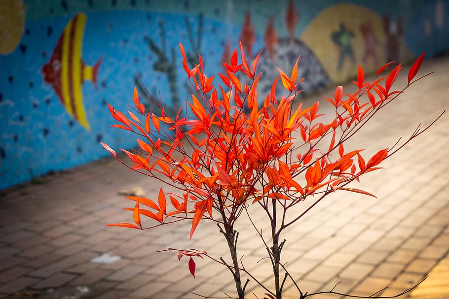 mini maple, red maple, botanical garden, light, nature, korea HD wallpaper