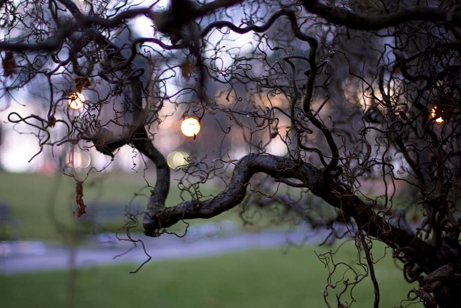 tree, branches, curly, gnarled, purple, golden hour, bokeh HD wallpaper