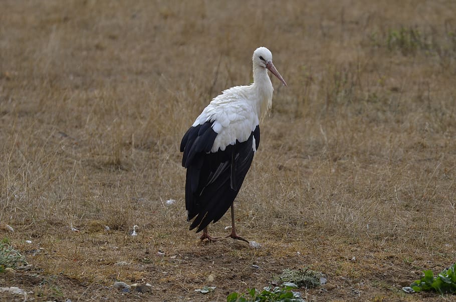 stork, feather, white stork, plumage, bird, animal portrait HD wallpaper