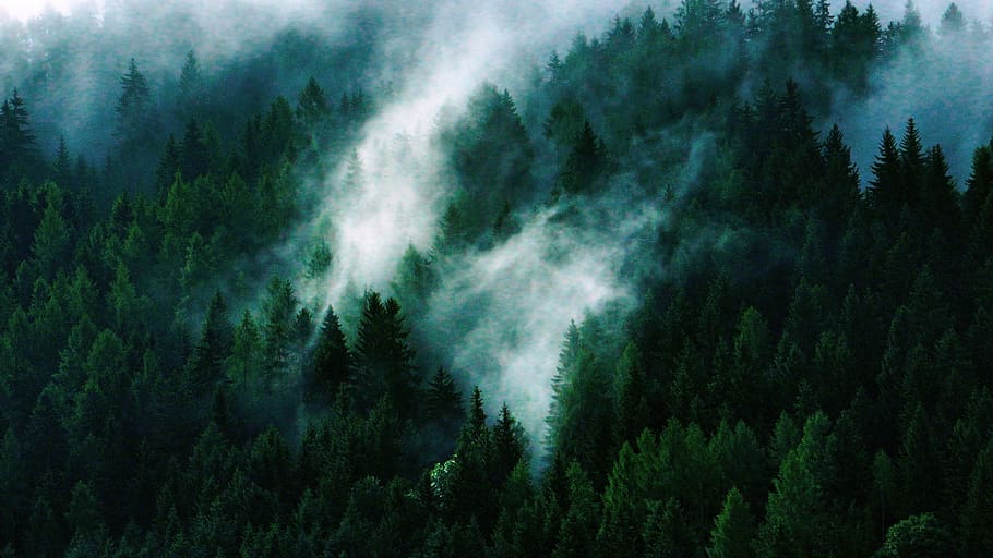 trees and sky, plant, beauty in nature, scenics - nature, forest HD wallpaper