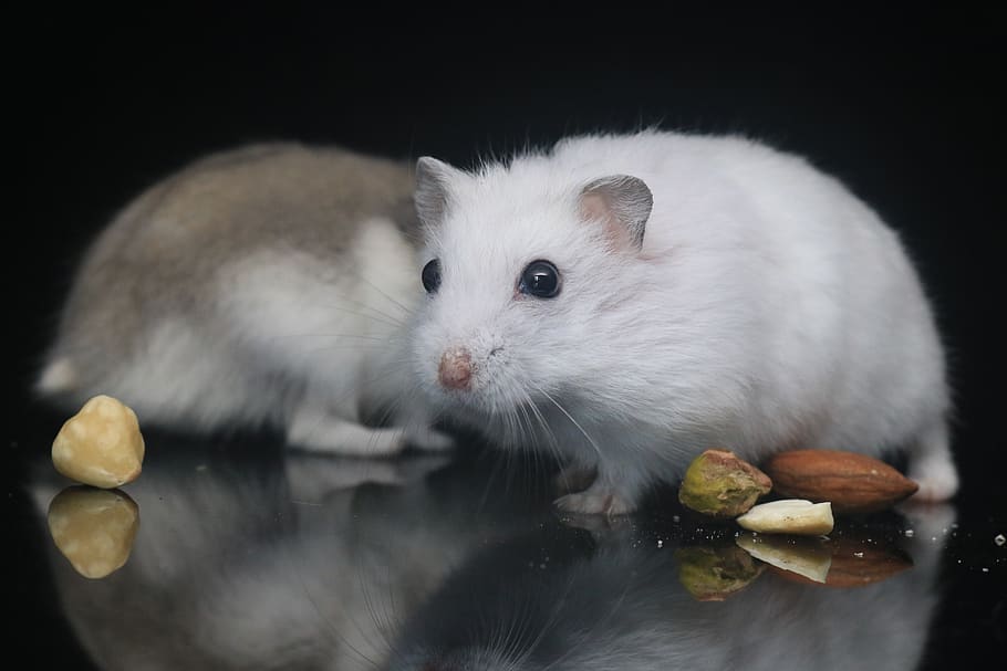 hamster, pets, small animals, animal themes, mammal, one animal HD wallpaper