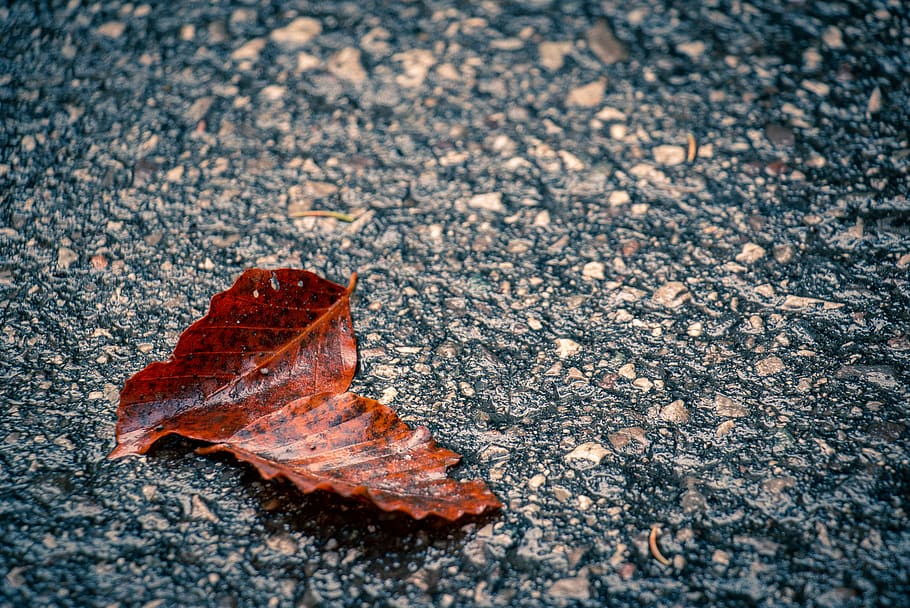 italy, tarvisio, close-up, no people, nature, plant part, dry HD wallpaper