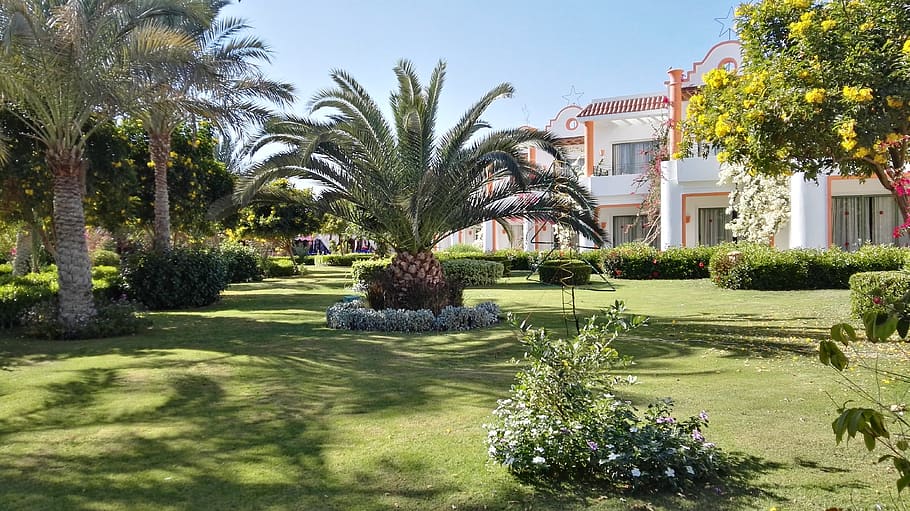 palm trees, garden, nature, plant, hotel complex, built structure, HD wallpaper