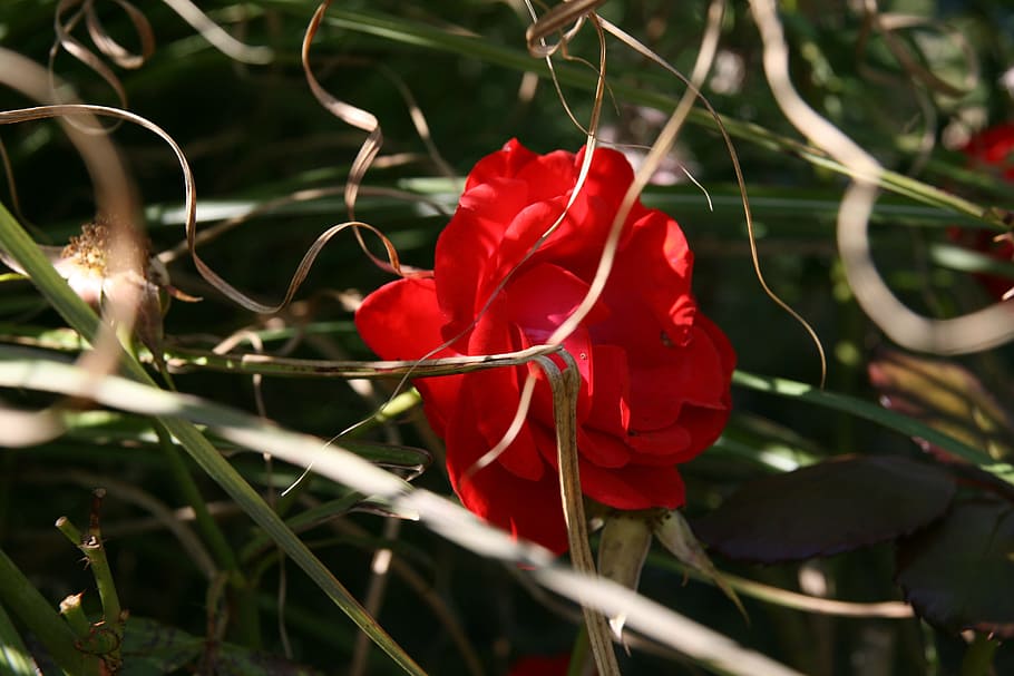 rose, red, blossom, bloom, grass, dry, plant, flower, beauty in nature HD wallpaper