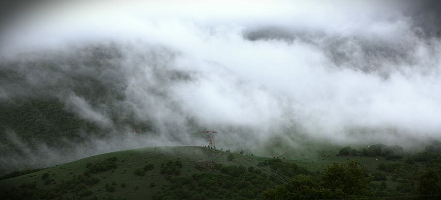 green trees and white mist, nature, weather, outdoors, fog, bird HD wallpaper