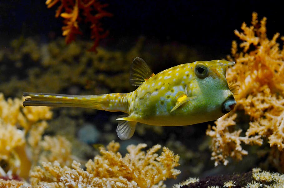 Yellow and White Puffer Fish, balloonfish, corals, nature, ocean, HD wallpaper