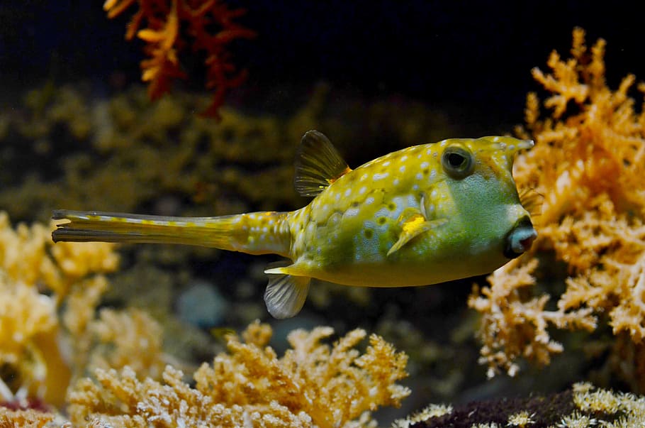 Yellow and White Puffer Fish, balloonfish, corals, nature, ocean HD wallpaper