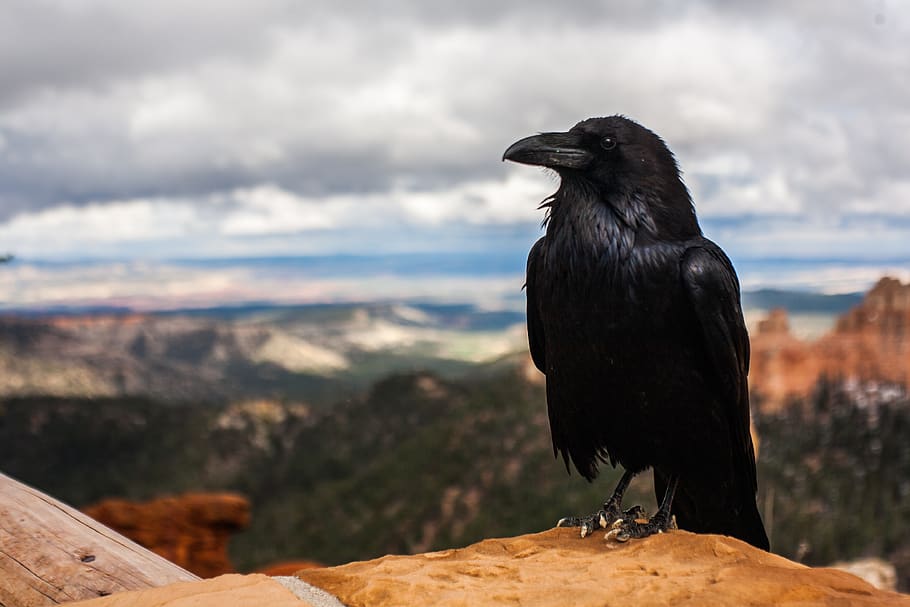 crow, raven, bird, black, animal, nature, feather, wildlife HD wallpaper