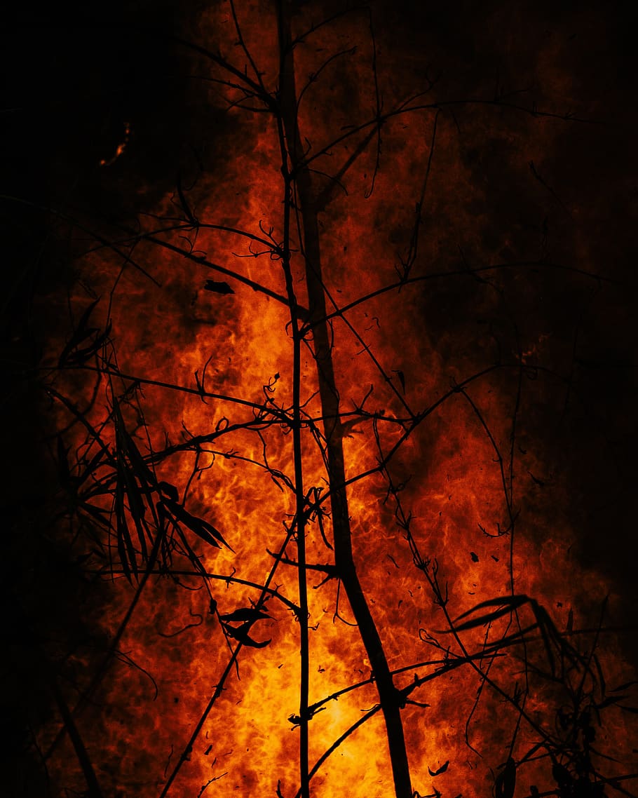 burning wood, forest fire, hot, orange, sun, wildfire, bonfire, HD wallpaper