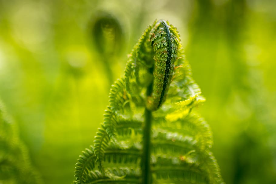 green ferns, green color, plant, growth, close-up, beauty in nature HD wallpaper