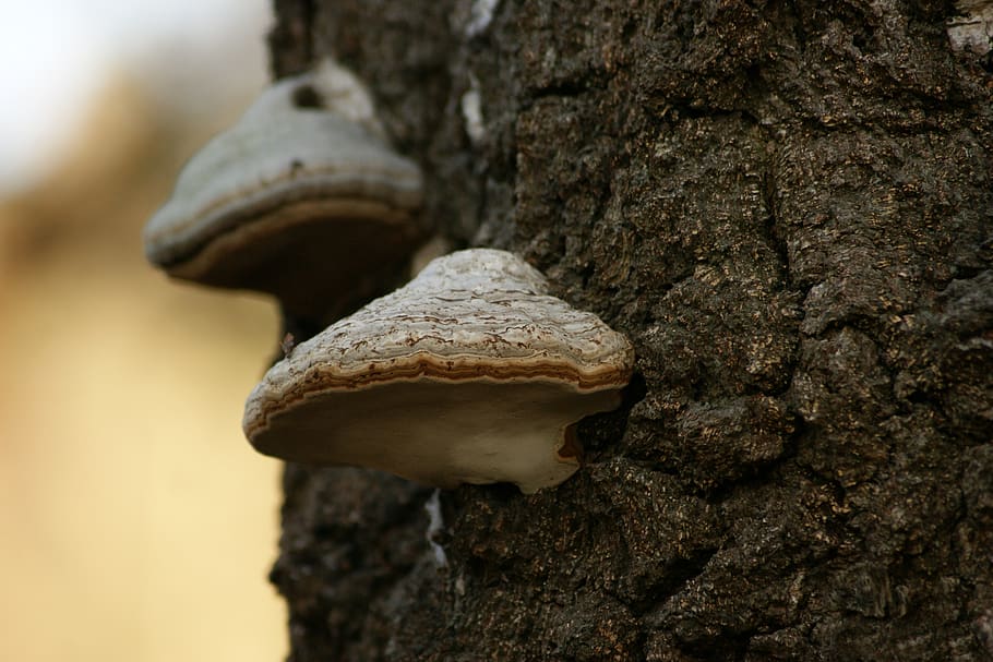 mold, tree, forest, mushroom, autumn, tribe, moist, wood, structure HD wallpaper