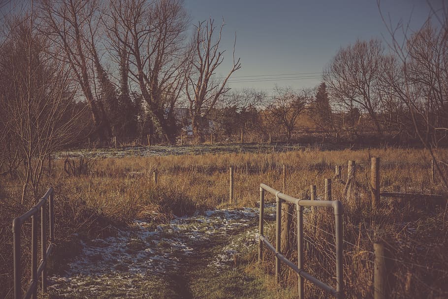 Person Taking Photo of Pathway With Grass Field in Sepia Photography HD wallpaper