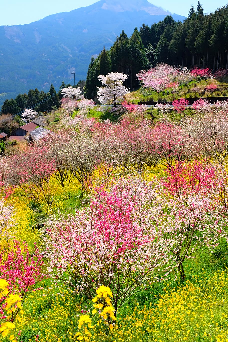 assorted color flower field during daytime, plant, blossom, spring, HD wallpaper