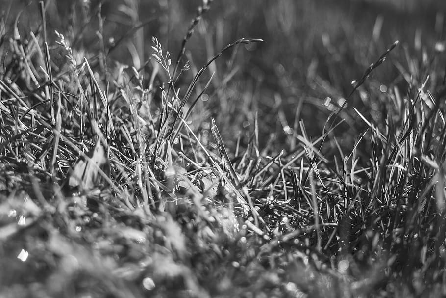 green grass, dew, bandw, nature, field, grey, black and white