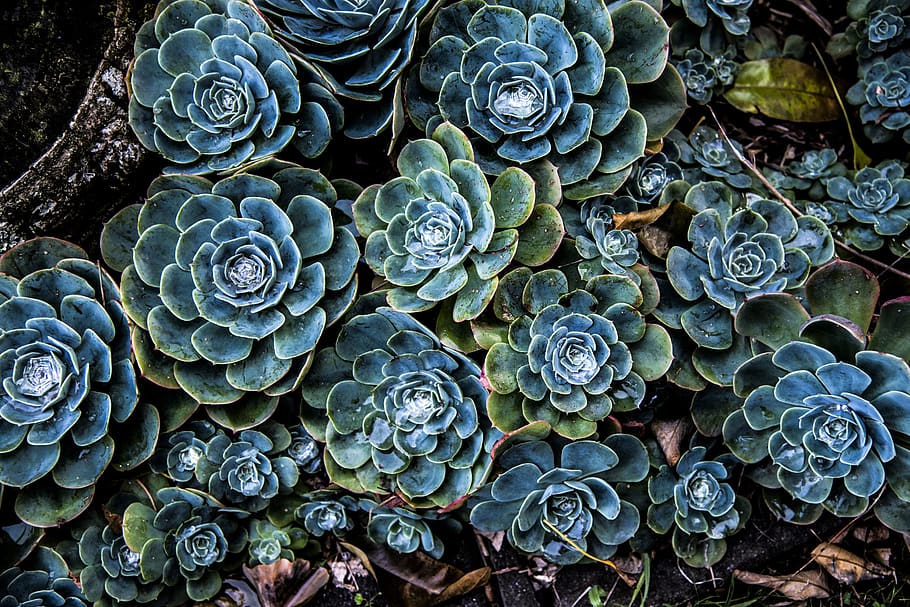 green and blue succulent plants, pattern, ornament, fractal, flower, HD wallpaper