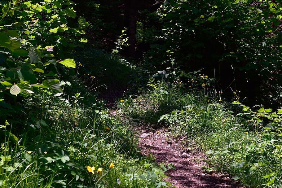 trail, plants, forest, jungle, tree, growth, green color, beauty in nature HD wallpaper