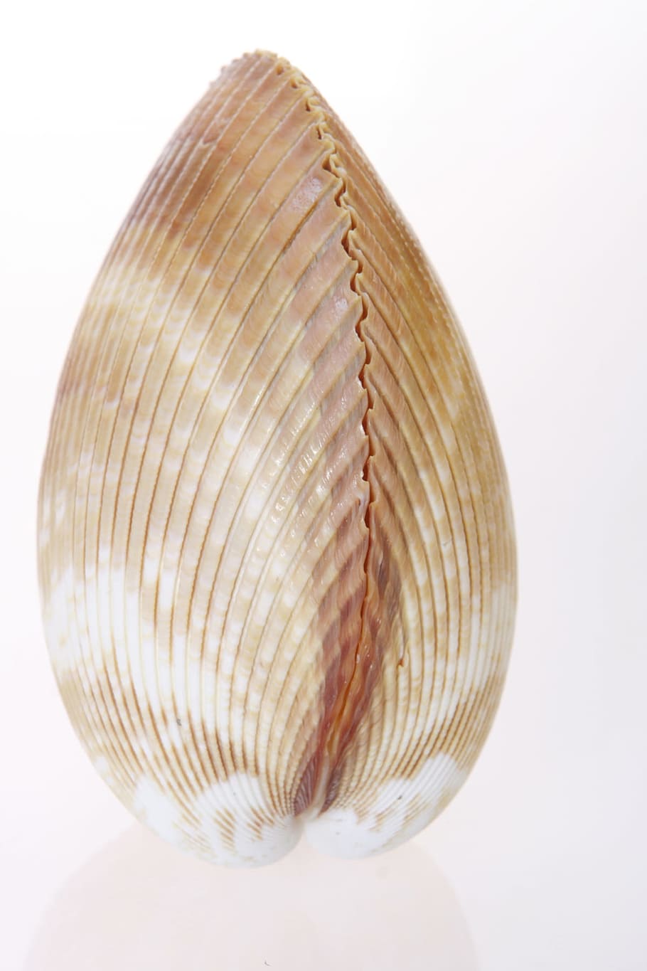 bone, close-up, closeup, coast, coastline, cockle-shell, conch HD wallpaper