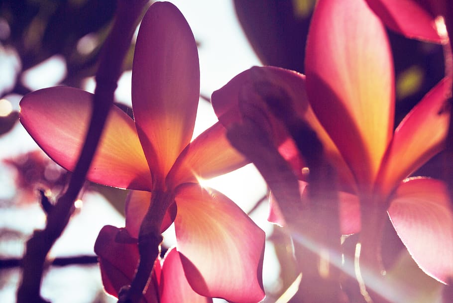 philippines, merida, flower, background, awesome, flowering plant HD wallpaper