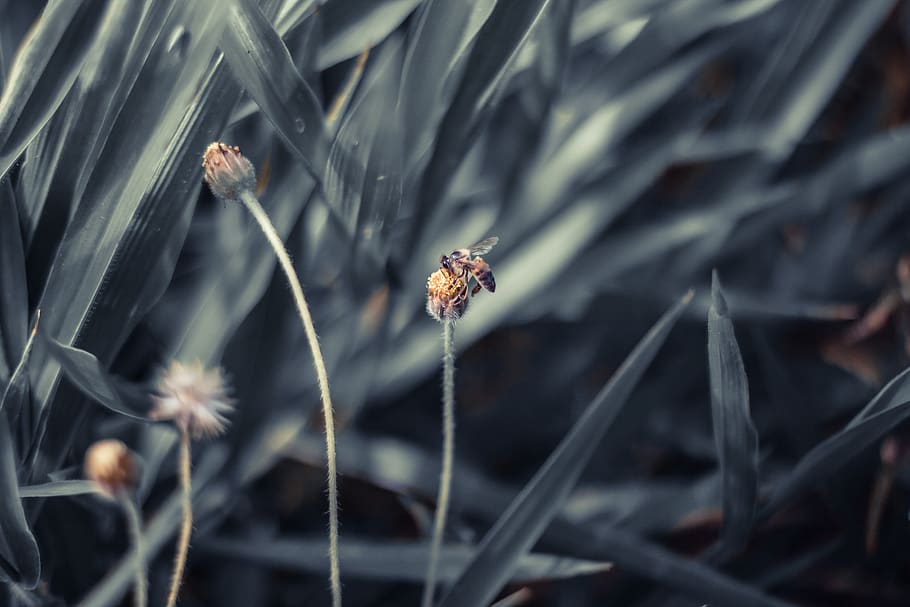bee, flower, insect, pollen, nectar, nature, flourish, yellow HD wallpaper