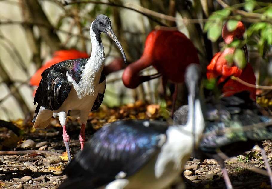 ibis, eudocimus ruber, scarlet ibis, red ibis, plumage, zoo