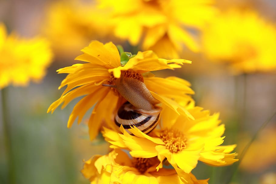 snail, shell, flower, yellow, garden, flowering plant, fragility HD wallpaper