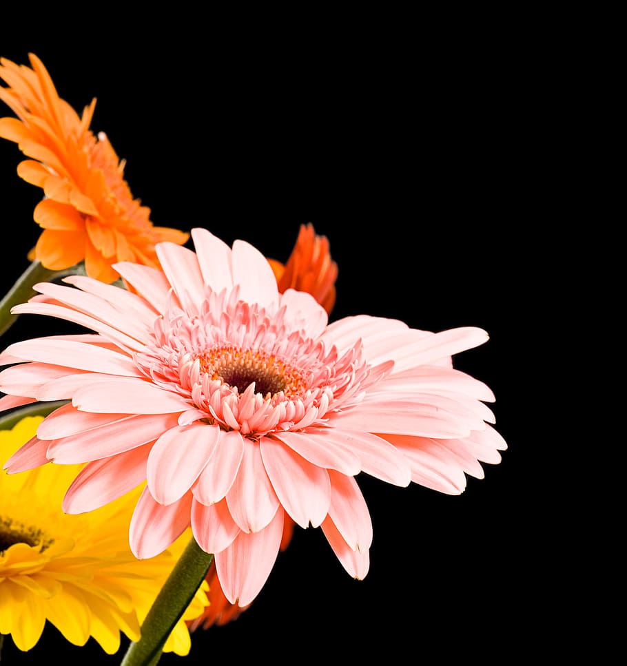 beautiful, yellow, gerbera, stem, isolated, black, closeup HD wallpaper