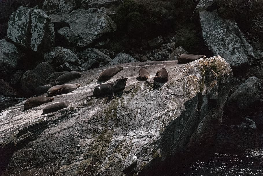 sea lions on rock, sea life, animal, mammal, bird, milford sound, HD wallpaper