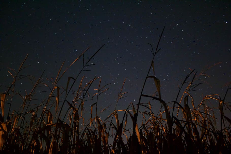 brown grass during night time, campaign, field, star, corn, sky HD wallpaper