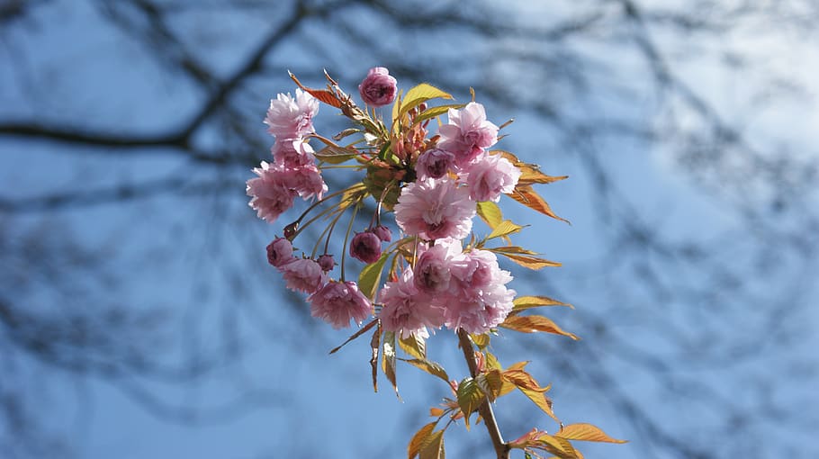 pink, flowers, blossom, romantic, petals, nature, spring, garden HD wallpaper